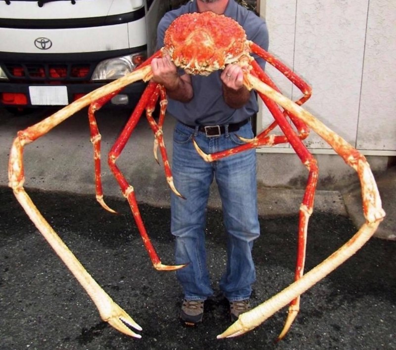 Гигантский крабовый паук heteropoda