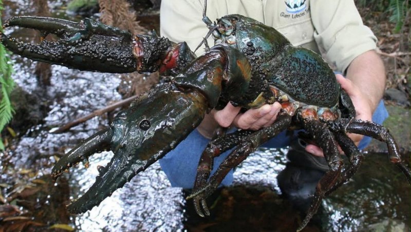 Пресноводный рак, Astacopsis Gouldi