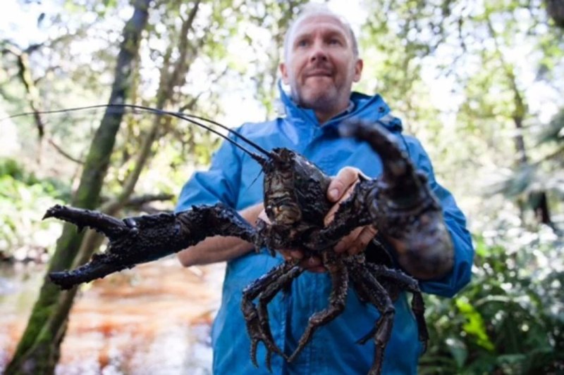 Пресноводный рак, Astacopsis Gouldi
