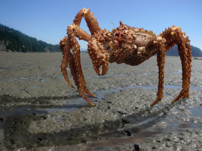 Самый большой Камчатский краб