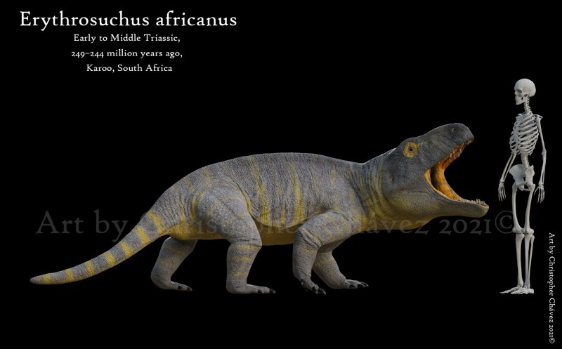 Erythrosuchus africanus