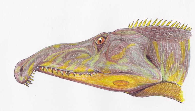 Proterosuchus fergusi