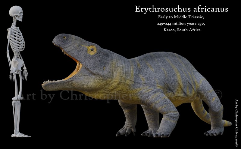 Erythrosuchus africanus