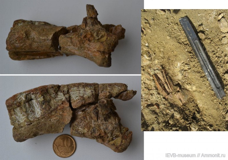 Antarctosuchus Polyodon