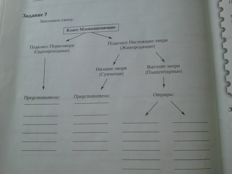 Систематика класса млекопитающих схема