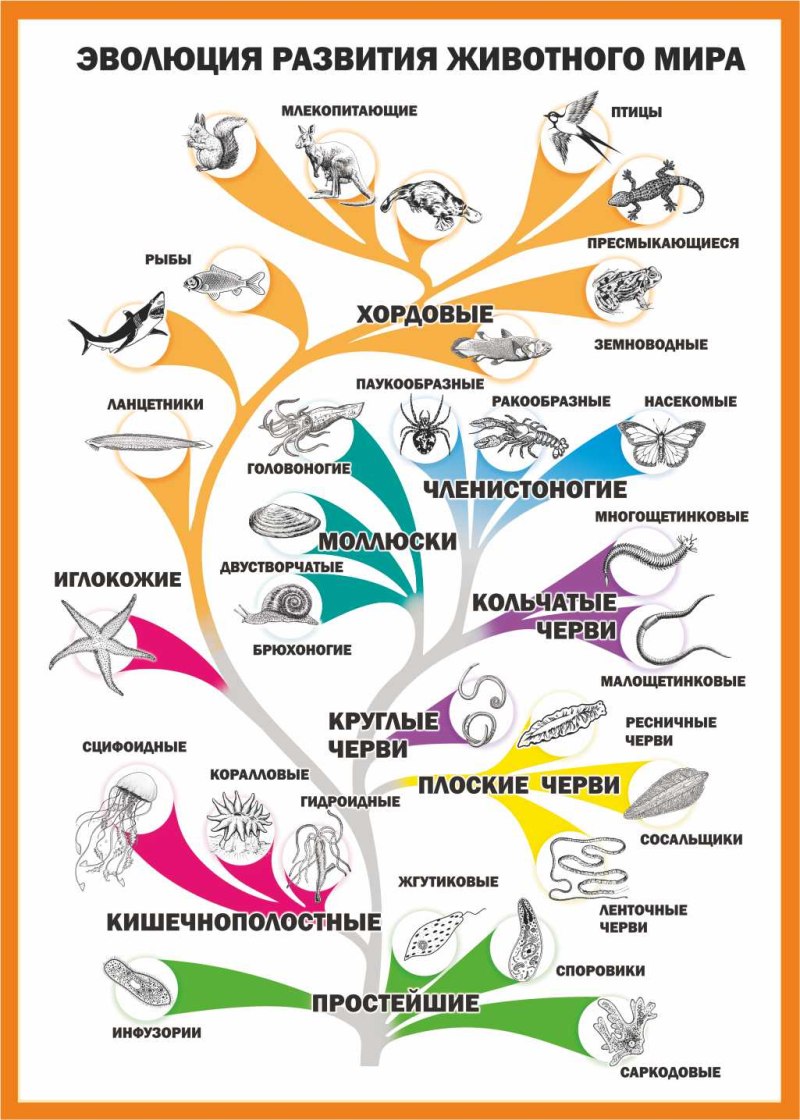 Схема эволюционного развития животных