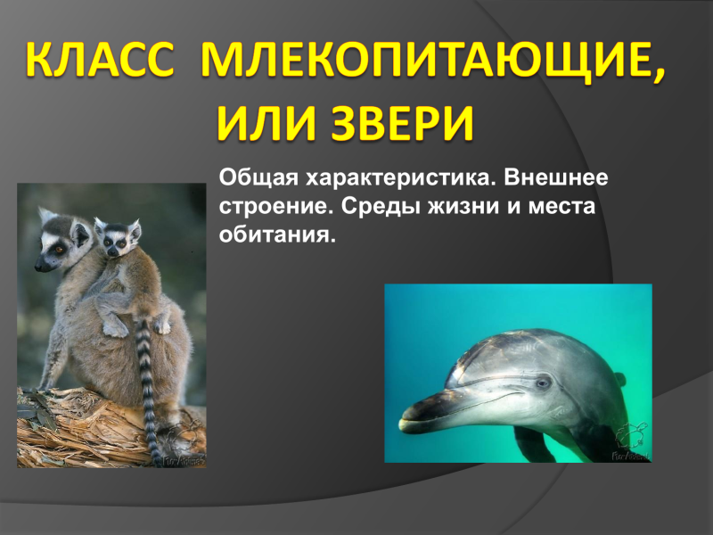 Класс млекопитающие