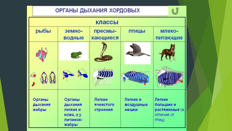 Эволюция развития органов дыхательной системы хордовых