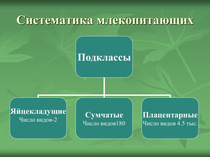 Систематика млекопитающих