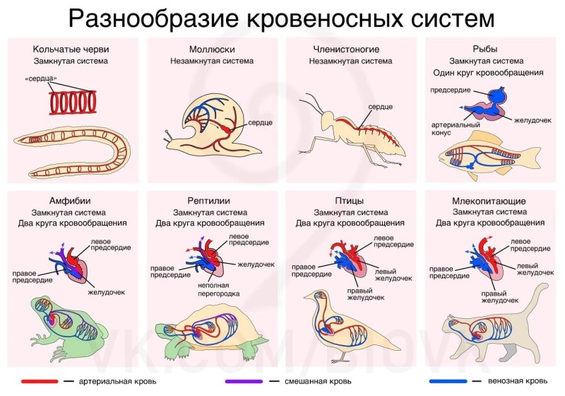Эволюция кровеносной системы хордовых животных