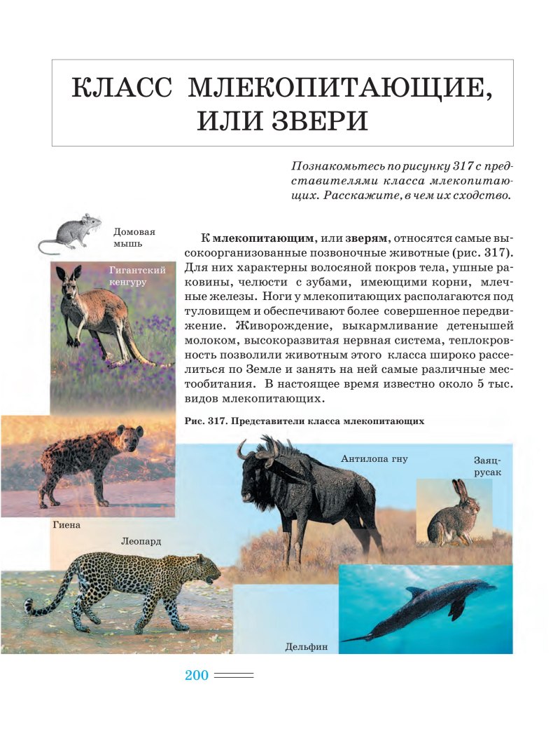 Класс млекопитающие 7 класс биология