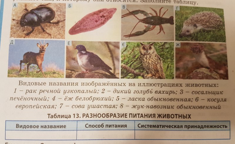 Видовые названия животных примеры