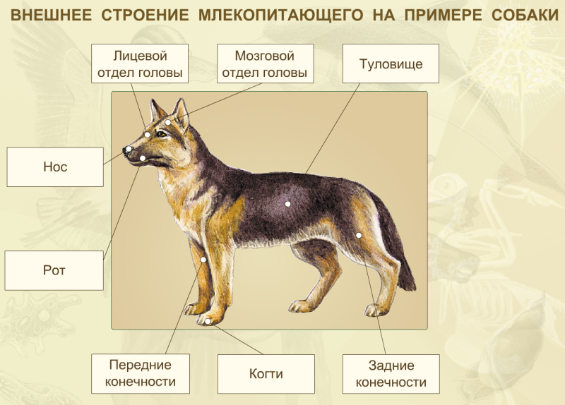 Класс млекопитающие внешнего строения млекопитающих