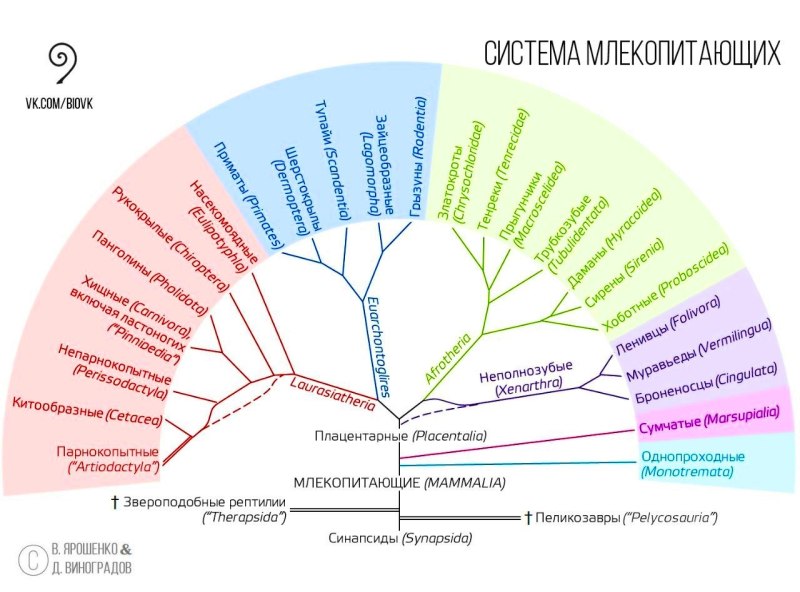 Систематика млекопитающих схема