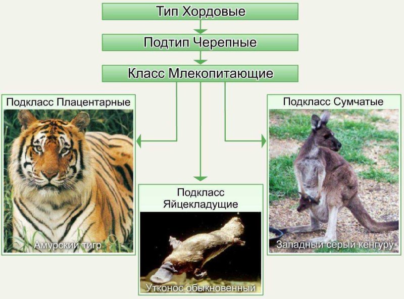Классификация млекопитающих