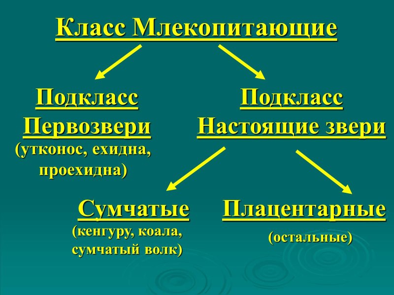 Класс млекопитающие