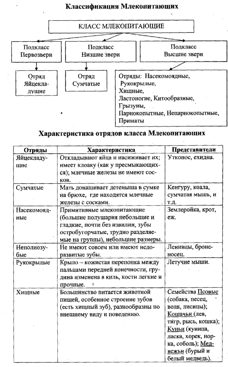 Характеризтикаотрядов млекопитающих таблица