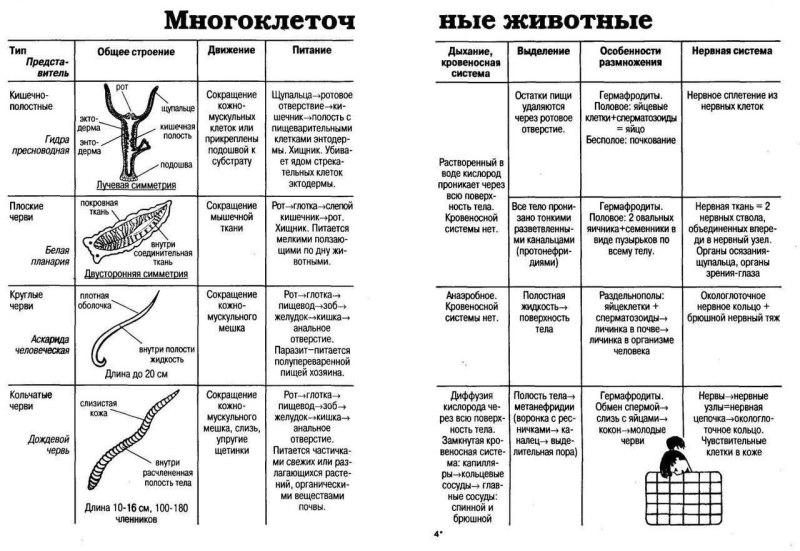 Многоклеточные животные таблица