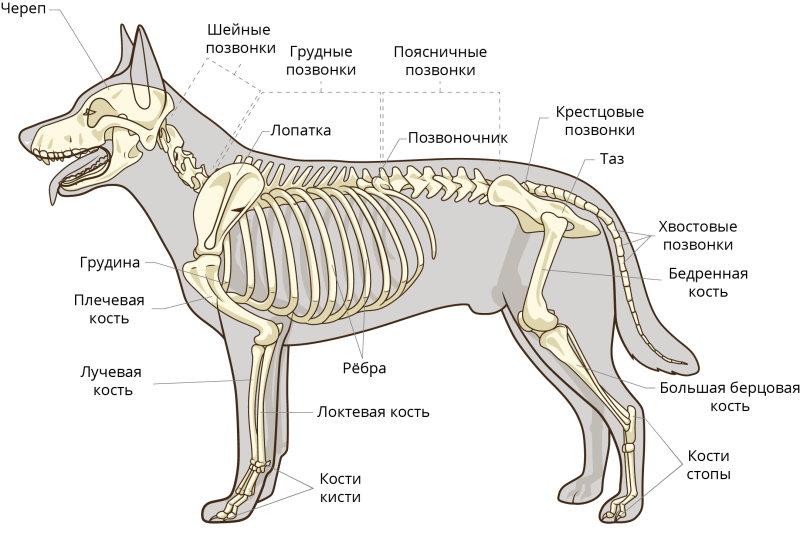 Опорно двигательная система млекопитающих