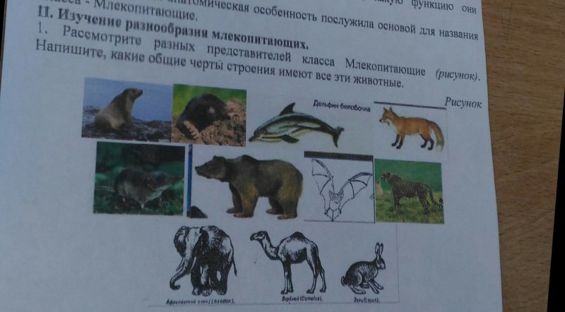 Виды наземных млекопитающих