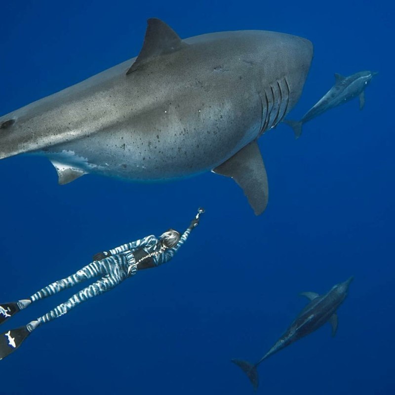 Акула Carcharodon carcharias