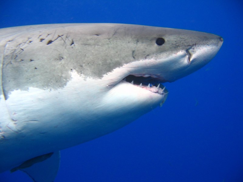 Кархародон (Carcharodon carcharias)