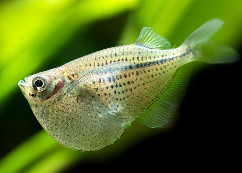 Gasteropelecus sternicla