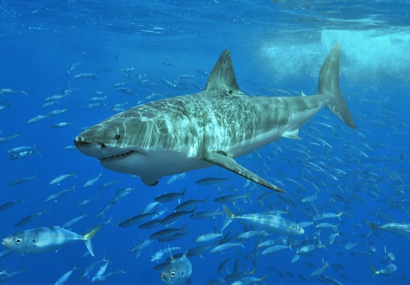 Большая белая акула (Carcharodon carcharias)