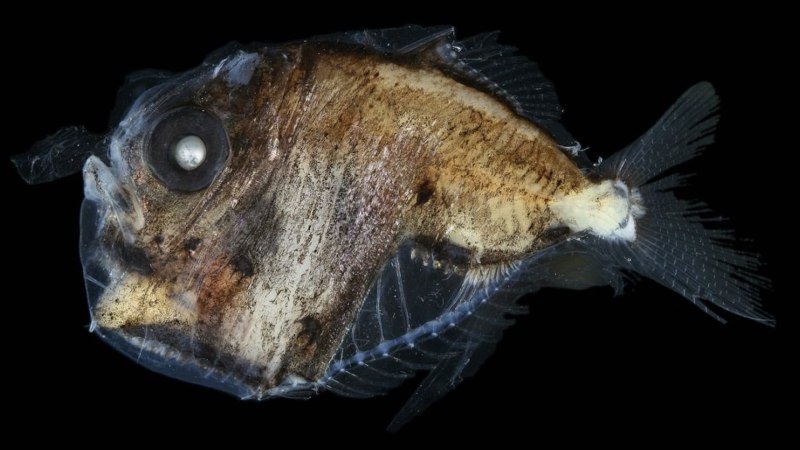 Рыба-топорик (Sternoptychidae)