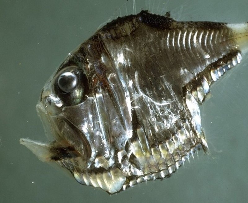 Глубоководная рыба Marine Hatchetfish