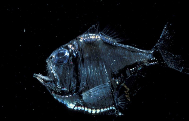 Рыба-топорик (Sternoptychidae)