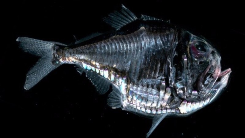 Глубоководная рыба Marine Hatchetfish