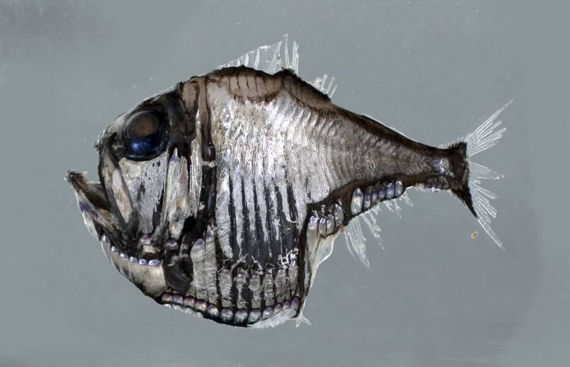 Argyropelecus aculeatus