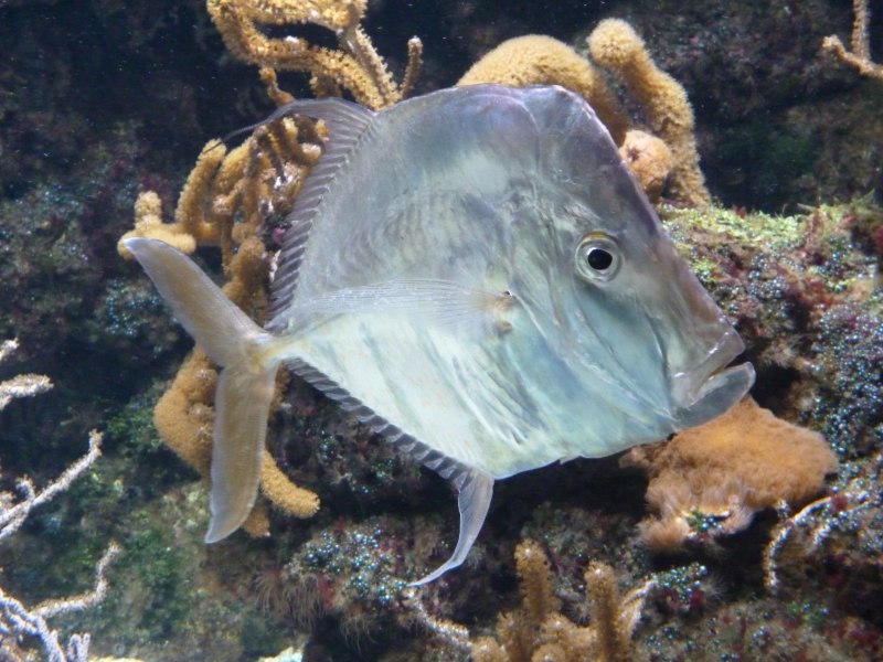 Морская крыса рыба