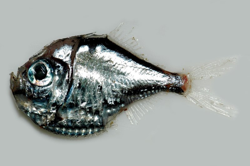 Hatchetfish фото