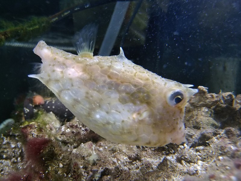 Lactoria SP.