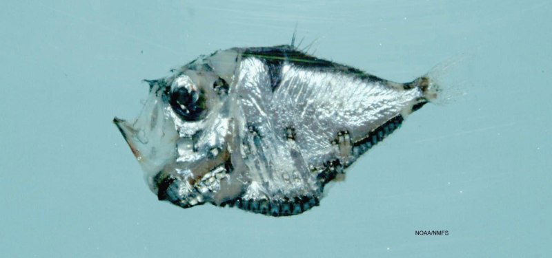 Polyipnus spinosus