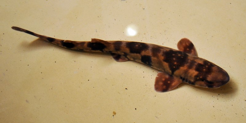 Cephaloscyllium umbratile