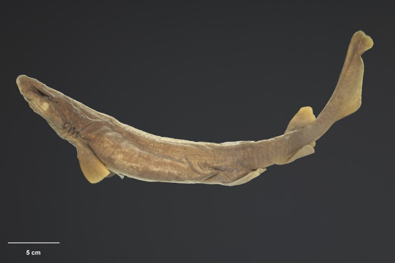 Parmaturus macmillani