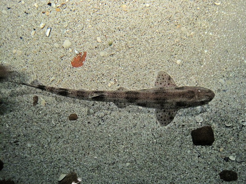 Scyliorhinus Tokubee