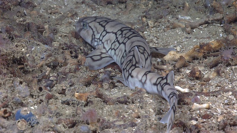 Galeus melastomus