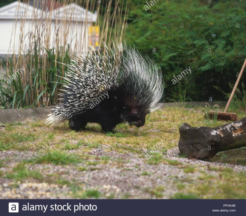 Дикобраз hystrix cristata