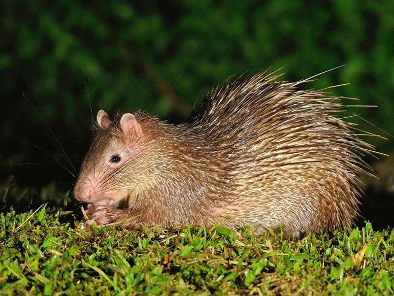 Atherurus macrourus