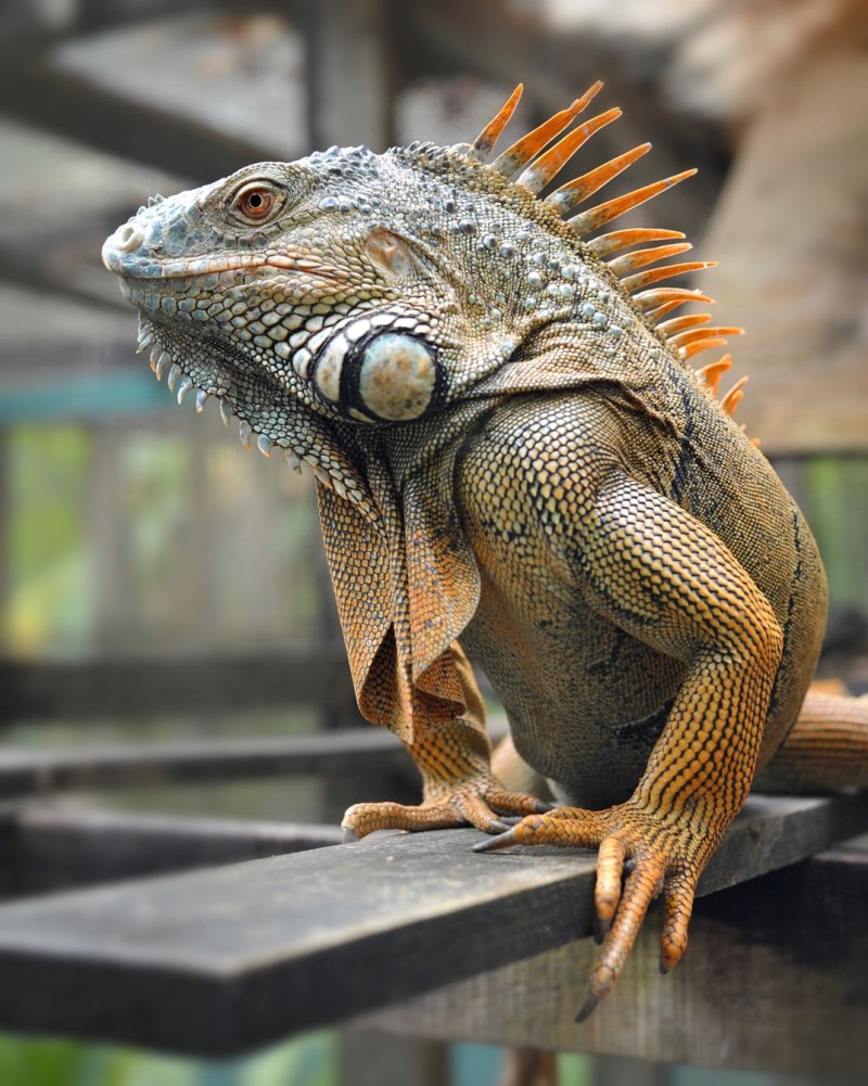 Игуана (Iguana Iguana