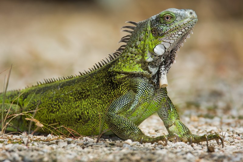 Зеленая игуана (Iguana Iguana)