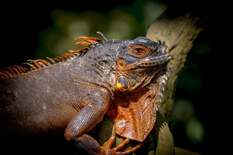 Crazy Iguana
