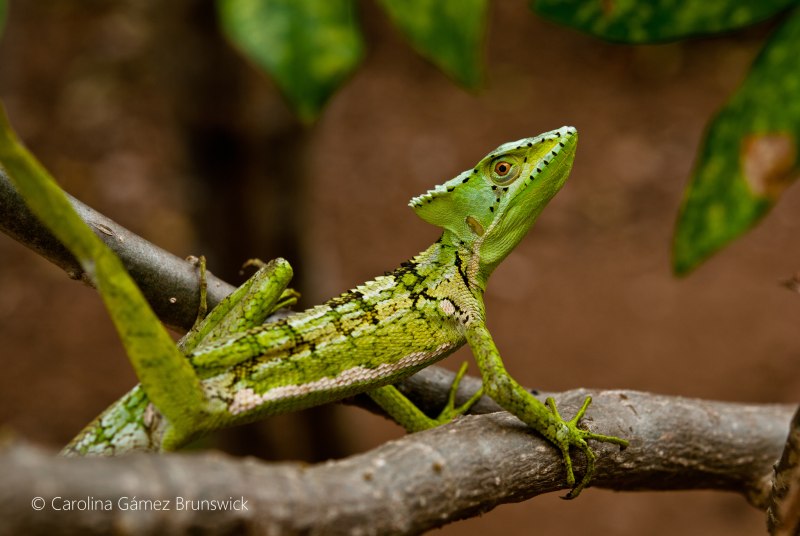 Ящерица Laemanctus longipes
