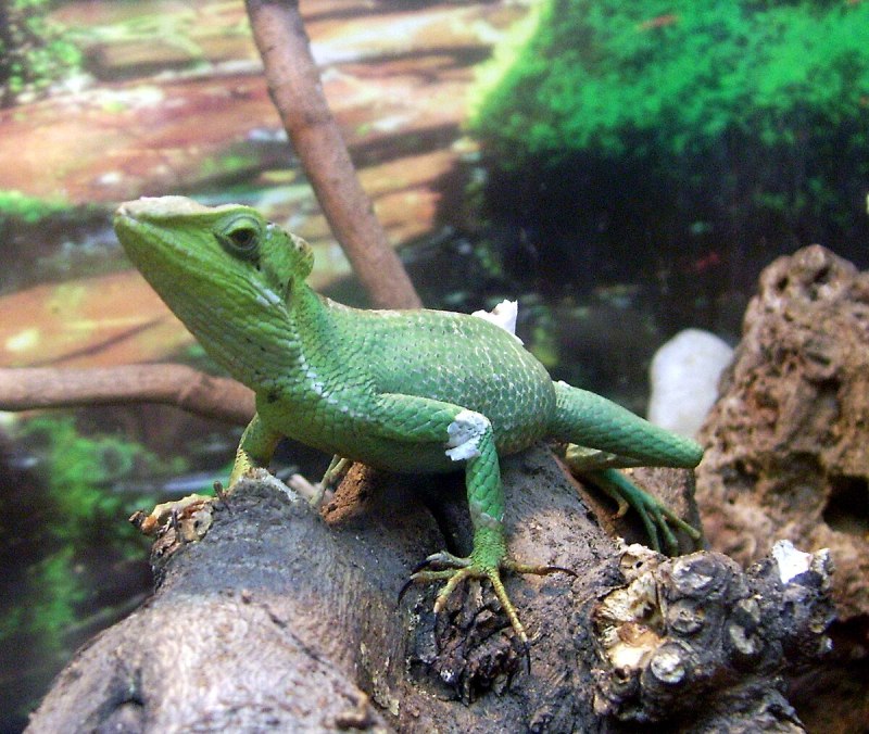 Ящерица Laemanctus longipes