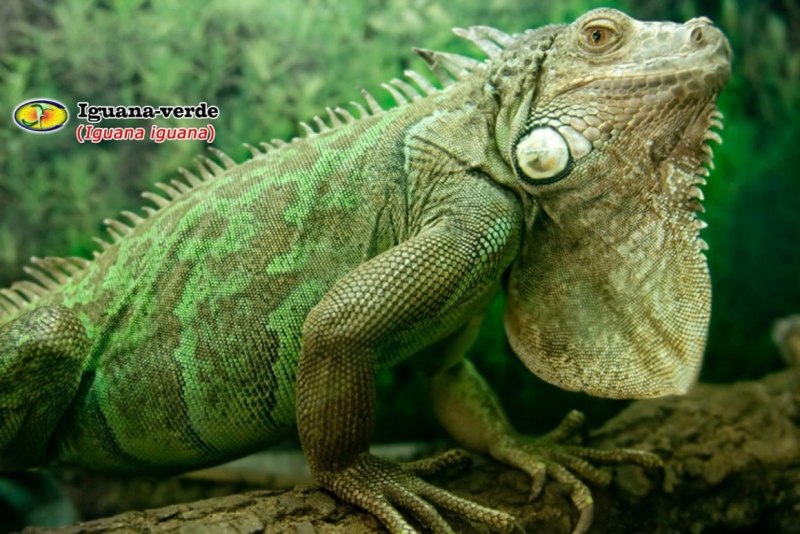 Зеленая игуана (Iguana Iguana)
