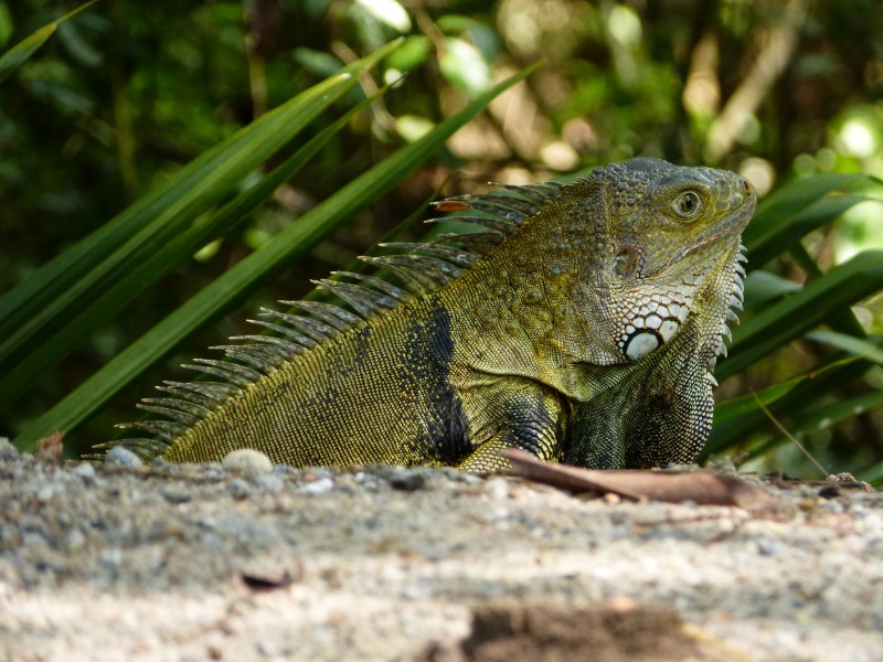 Iguana